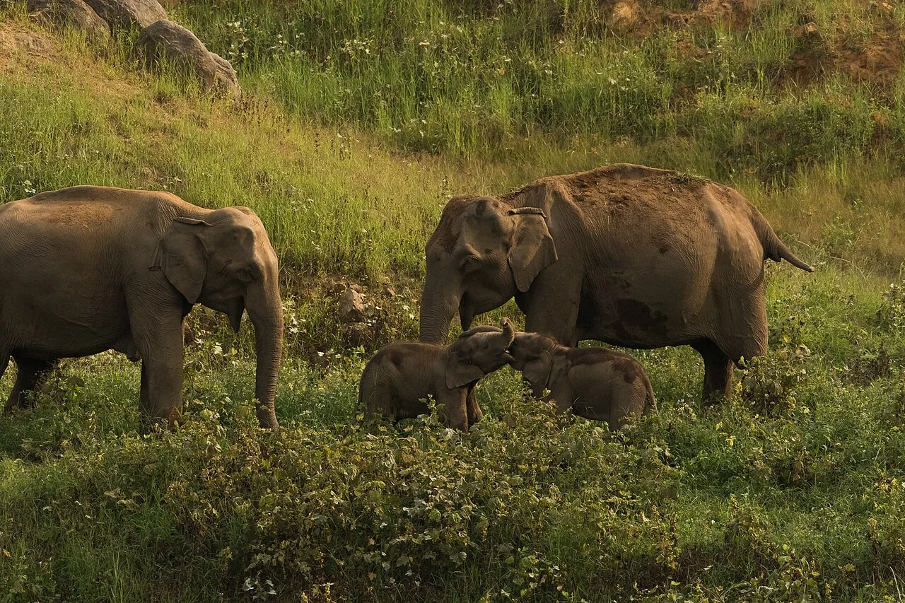 Elephants photographed in the Valparai landscape