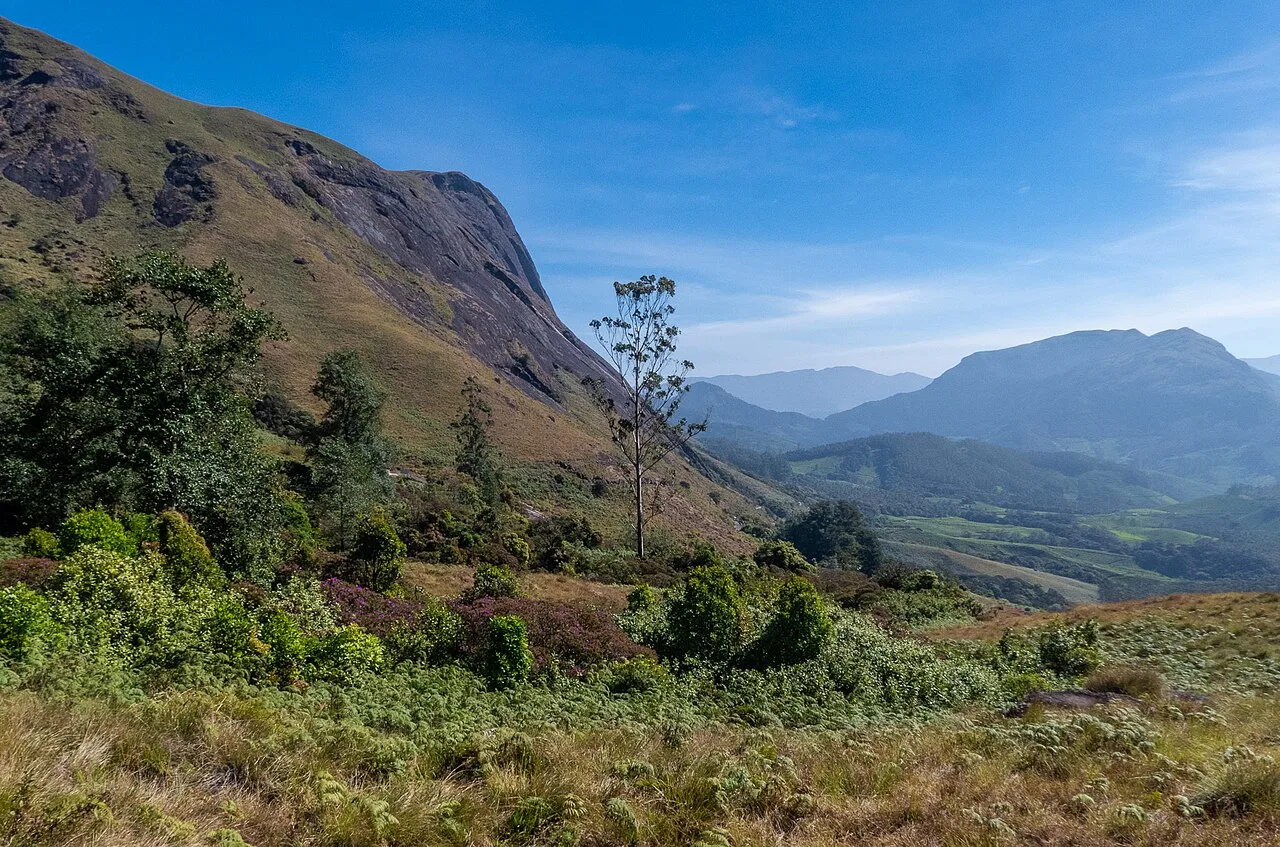 Grassland landscape in Eravikulam National Park