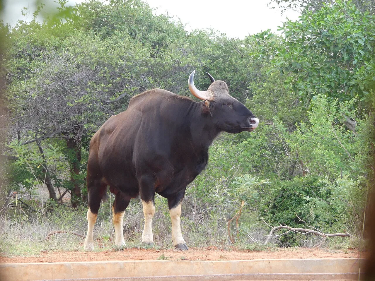 Gaur photographed near a waterhole in Kalakkad Mundanthurai