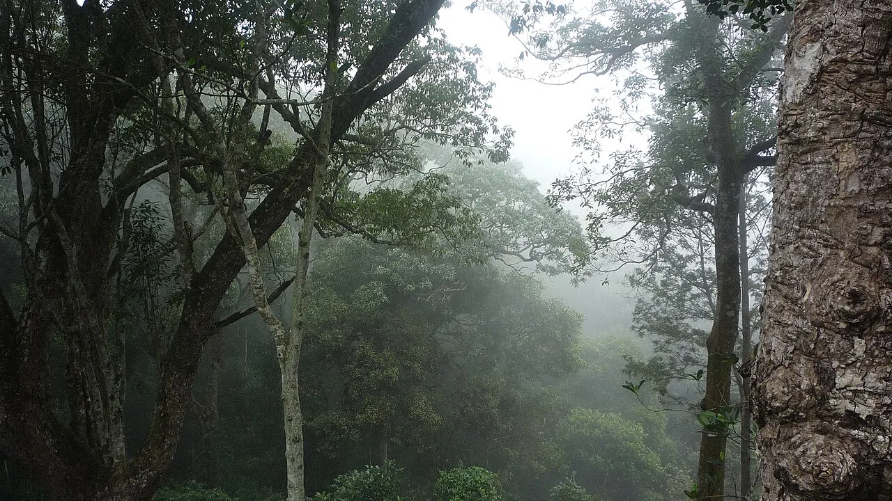 Cultivated hillsides in Kolli Hills
