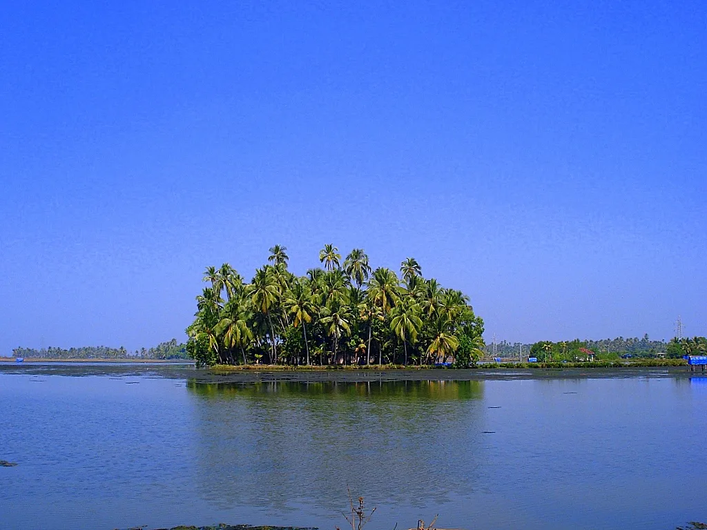 Palms beside the water at Kumbalangi