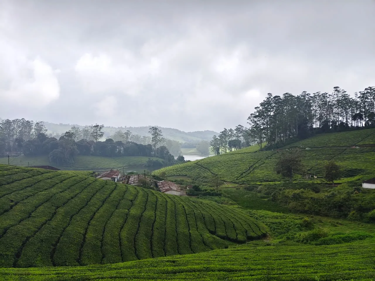 Green tea-covered hills at Meghamalai