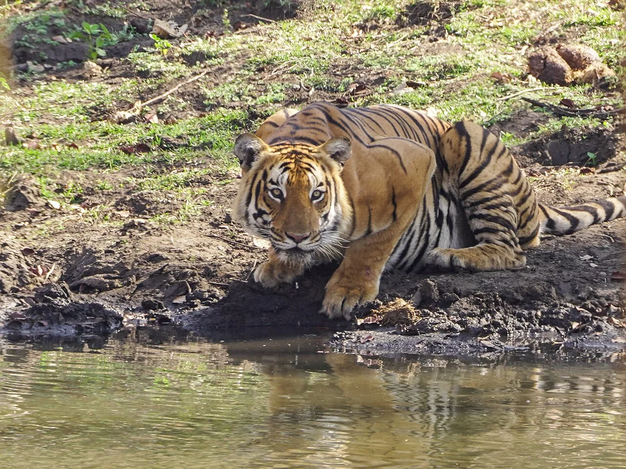 Tiger photographed at a waterhole in Mudumalai; sightings are not guaranteed