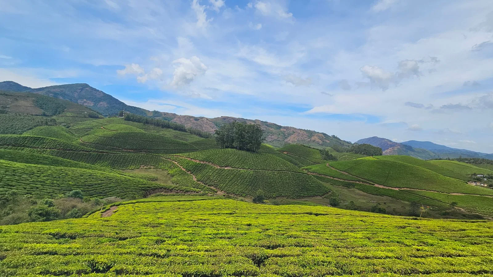 Green tea plantations across the hills of Munnar, Kerala