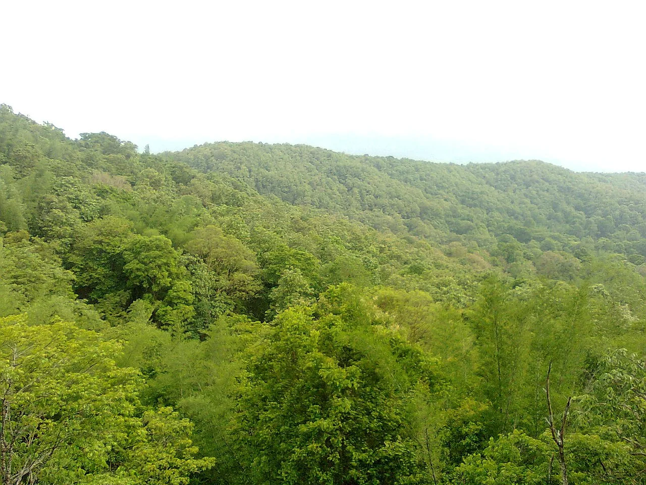 Forested valley at Parambikulam
