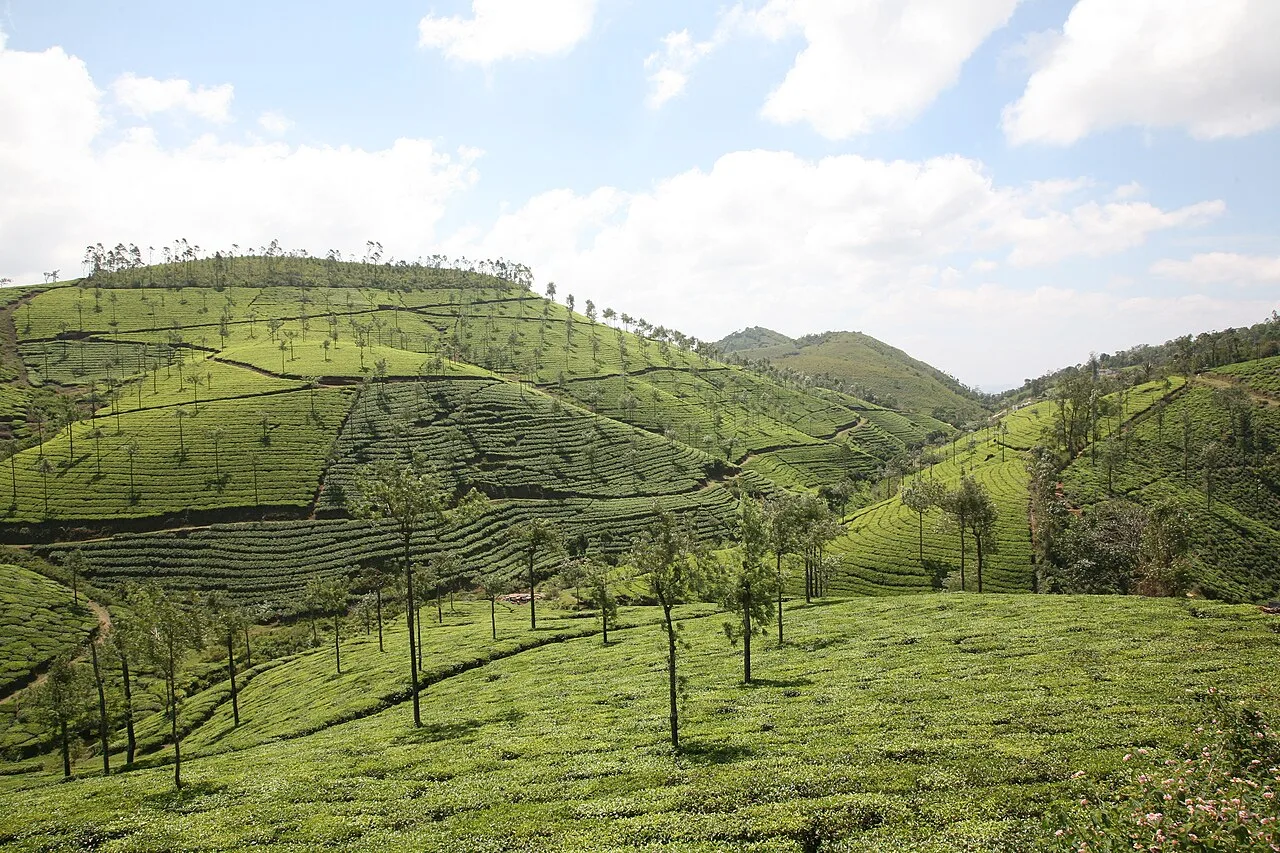 Tea plantation near Pambanar in the Peermade area