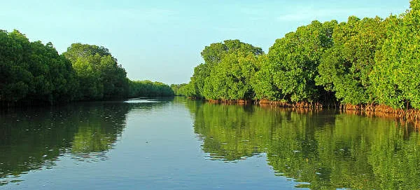 Mangrove waterways at Pichavaram