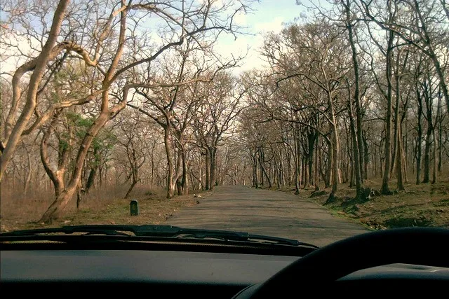 Forest landscape at Sathyamangalam