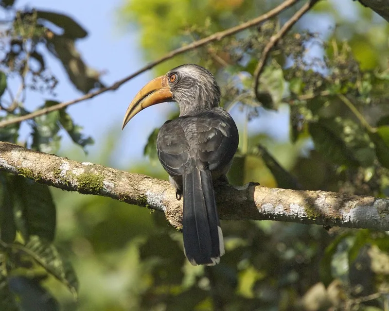 Malabar grey hornbill photographed at Thattekad