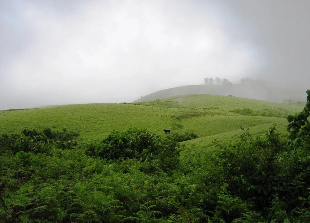 Green meadows in Vagamon