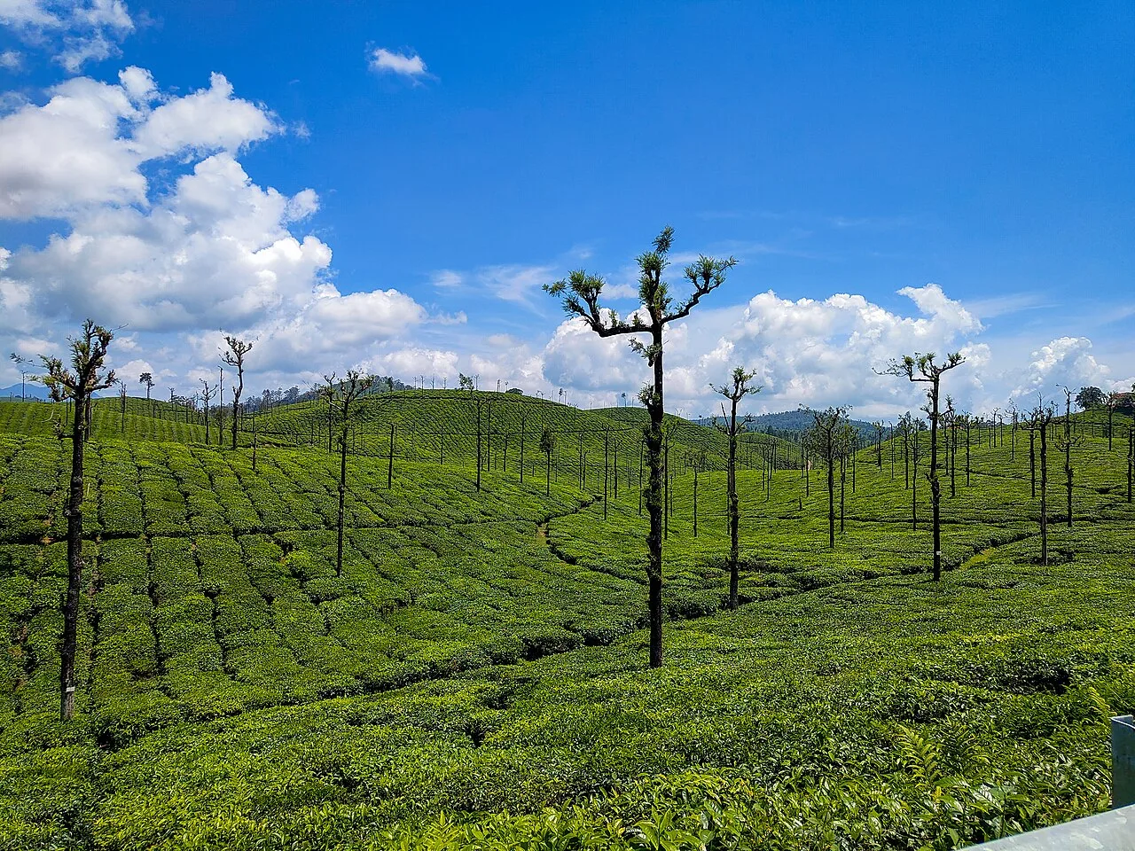 Tea estates at Valparai