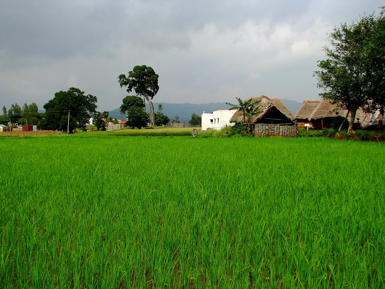 Green fields in the Yelagiri hills